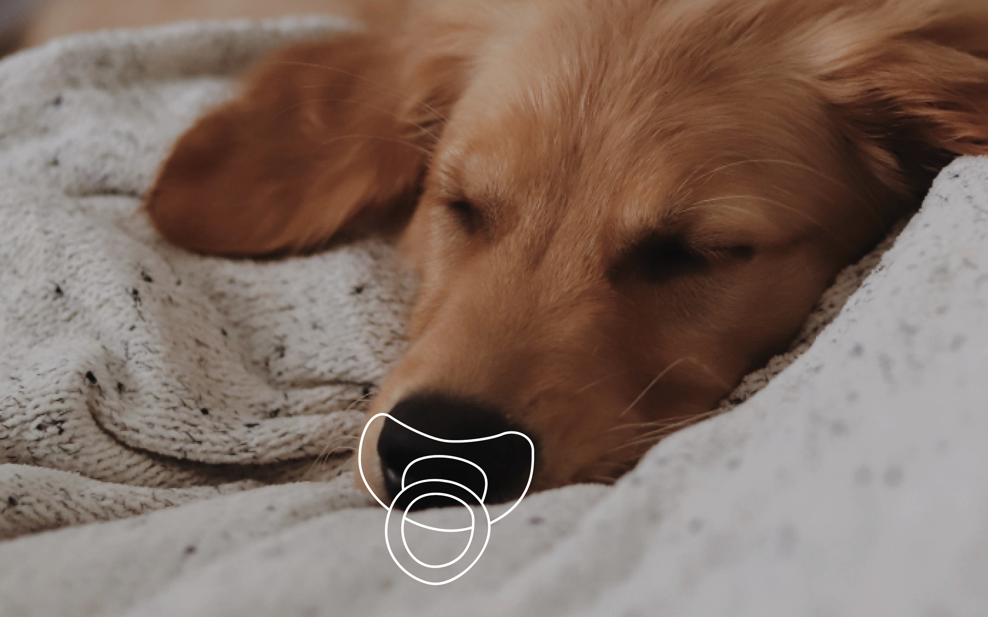 Photo of a puppy sleeping with an illustrated pacifier in its mouth.