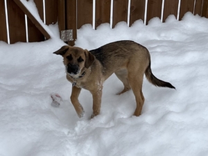 Danielle's German Shepherd puppy in the snow