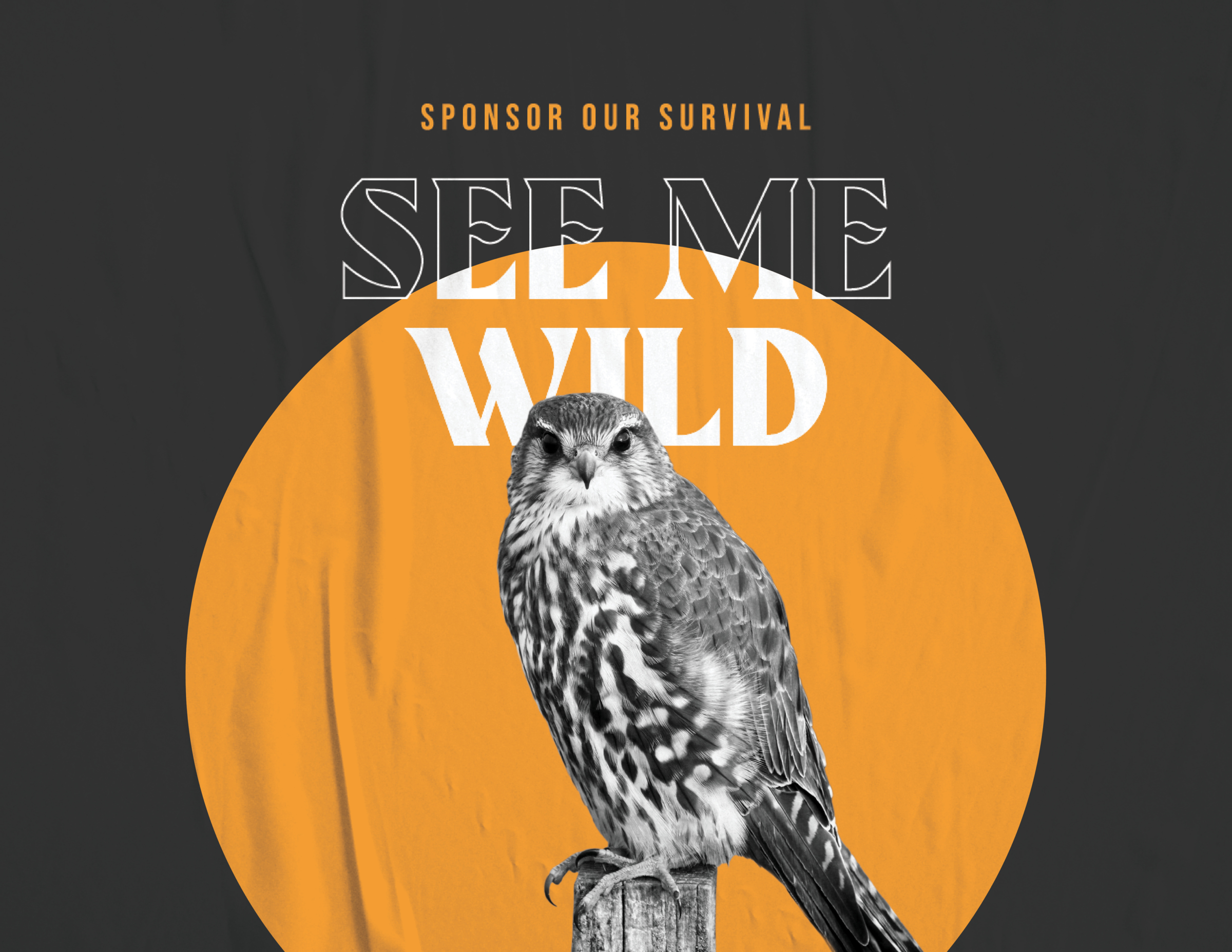 Black and white photo of a hawk on a fence post with "Sponsor our survival" title and "See Me Wild" headline